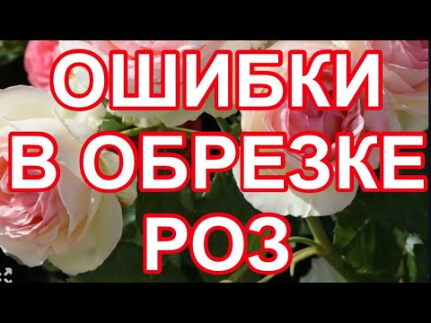 Видео: УЖАС! ОСНОВНЫЕ ОШИБКИ РОЗОВОДОВ, ПРИ ОБРЕЗКЕ РОЗ.
ВСЕГДА ЛУЧШИЙ УРОК ДЛЯ ВАС!
ПОДПИШИСЬ НЕ ПОЖАЛЕЕШЬ