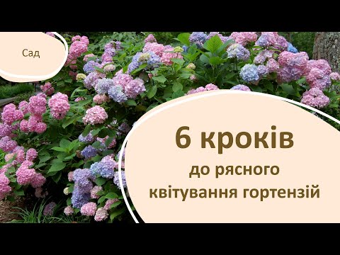 Видео: 6 кроків до рясного квітування гортензій