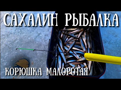 Видео: Сахалин - отличная рыбалка , хороший клев. Озеро Буссе малоротая корюшка #сахалин #природа #рыбалка