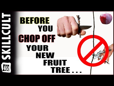 Видео: Прежде чем обрезать новое плодовое дерево, посмотрите это! Формирование с помощью надрезов, удале...