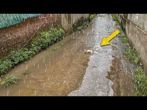 Видео: Перестань плакать, малыш! Мы заберём тебя домой!