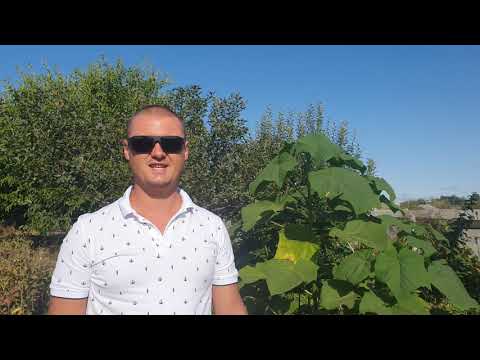 Видео: Достоинства и недостатки осенней высадки павловнии.