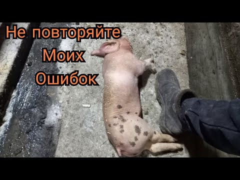 Видео: Причина потери поросят!!!! Почему так произошло?  Век жыви - век учись!