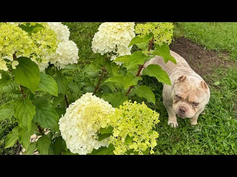 Видео: Американский булли 🐶 Особенности породы