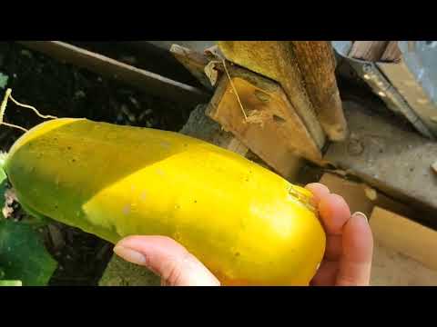 Видео: Посадила хризантемы.Помидоры зреют🍅.Огурец на семена.Купила семена цветов.🌺🌸🥀