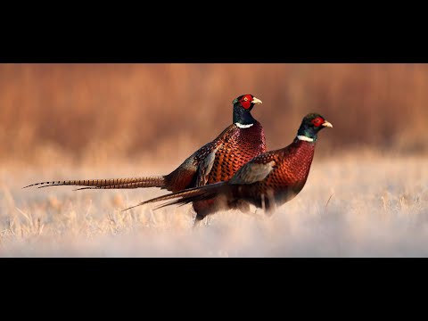 Видео: Охота на фазана в Воронежской области 18 10 2025