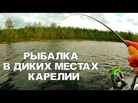 Видео: РЫБАЛКА В ПЕРВЫЙ ДЕНЬ ЛЕТА. РЫБА ЗА РЫБОЙ ТАКОГО НЕ ОЖИДАЛ! Рыбалка на лесном озере в июне 2025
