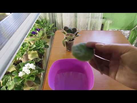 Видео: ВЯЛЫЙ ЧЕРЕНОК ФИАЛКИ. ПОМОЖЕМ ВОССТАНОВИТЬ ТУРГОР