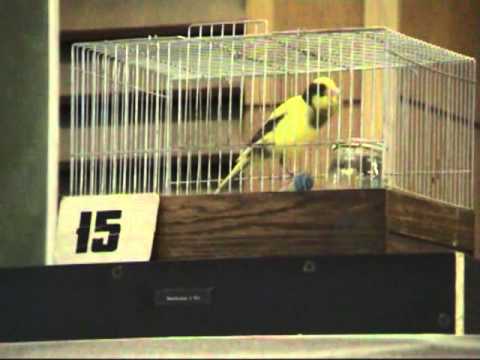 Видео: 244. 66 й Московский конкурс