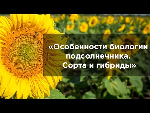 Видео: Особенности биологии подсолнечника  Сорта и гибриды