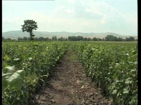 Видео: Потомки древнего Кайтага