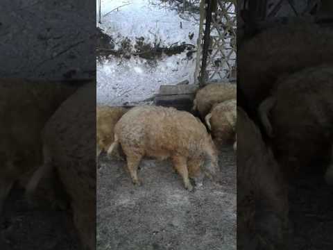 Видео: ВЕНГЕРСЬКА ПУХОВА МАНГАЛИЦЯ ЛЬВІВСЬКА ОБЛАСТЬ