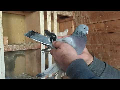 Видео: Бойные голуби. В гостях у Эдика. 24.10.21 Грузия. Тбилиси