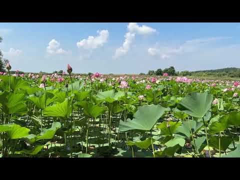 Видео: Туристическими тропами Черниговского района