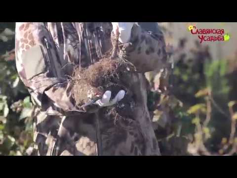 Видео: Малина ремонтантная и обыкновенная. Обрезка и формирование.