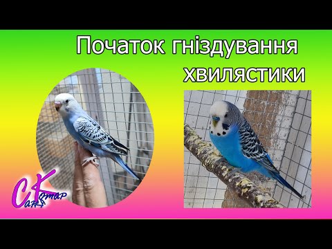 Видео: Початок гніздування  хвилястики