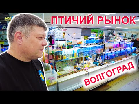 Видео: Птичий рынок Волгоград 20.09.2025