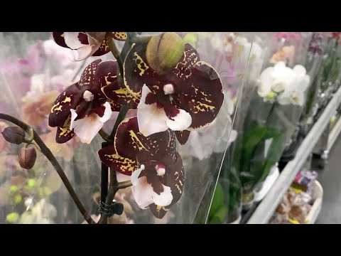 Видео: Обзор поставки ОРХИДЕЙ в Лемана на Петергофском ш., Петербург.