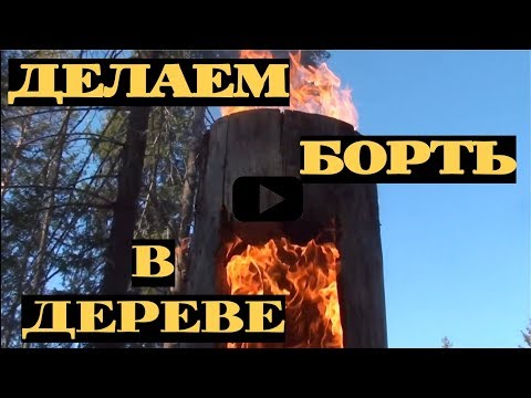 Видео: Делаем борть для пчел в дереве. Часть 1 #3