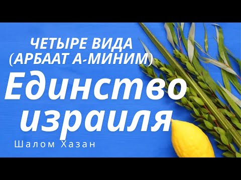 Видео: Четыре вида растений и Единство Израиля