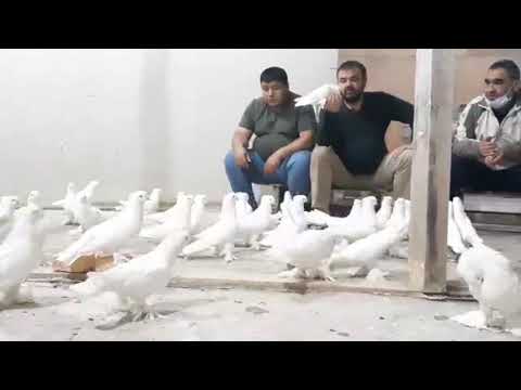 Видео: Андижанские голуби Андижан Кептерлери Андижон Кабутари Andijan Pigeons