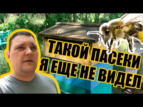 Видео: №0007 Крутой бизнес пчеловодство. Поехали на пасеку и базу отдыха. Как заработать на пчелах.