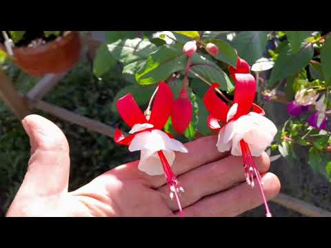 Видео: ТАКУЮ КРАСОТУ ВЫРАСИТ МОЖЕТ КАЖДЫЙ ФУКСИЮ И АМПЕЛЬНУЮ ПЕТУНИЮ #субтитры #popular #easy #subtitles