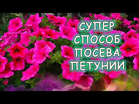 Видео: Семена ПЕТУНИИ прорастют мгновенно при таком посеве! Как посеять петунию на рассаду.