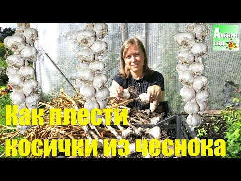 Видео: Как плести КОСИЧКУ из ЧЕСНОКА