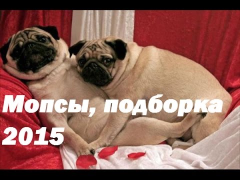 Видео: Приколы! Подборка Смешнот с Мопсами. 5 минут хорошего настроения! 2015 Funny Pugs Compilation 5 min