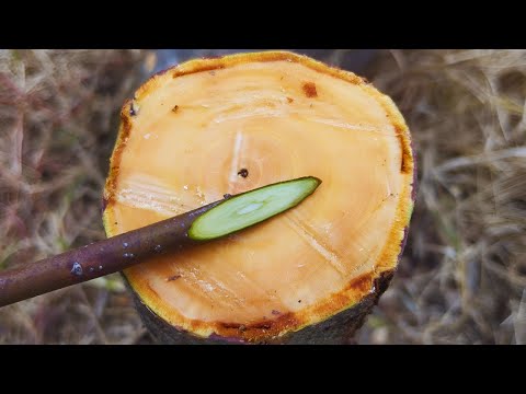 Видео: Прививка Дедовским методом