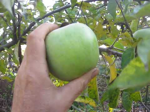 Видео: ВРОЖАЙ ЯБЛУК СЕМЕРЕНКО