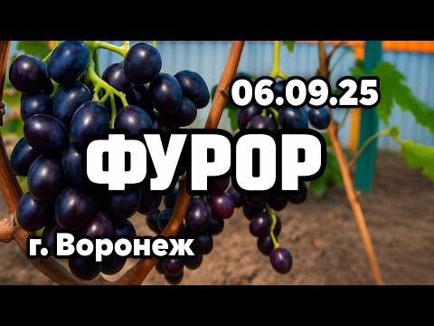 Видео: Виноград 🍇 Фурор 🤩
