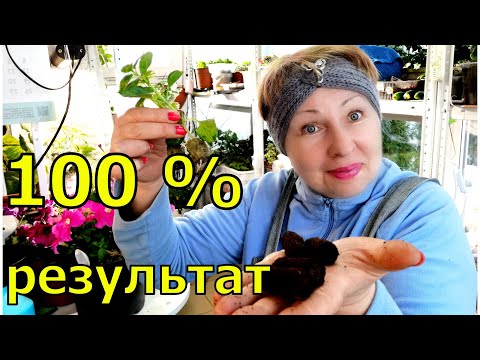 Видео: 100% результат укоренения черенков с новыми технологиями. Очень я довольна. Продолжаю эксперимент