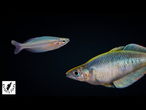 Видео: Более 30 видов радужных рыб | Новый рыболовный тур