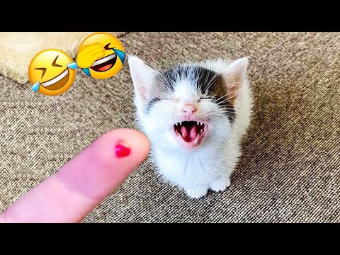 Видео: Попробуй не засмеяться 😂 Самые смешные видео о кошках и собаках года 2025 😹🐶
