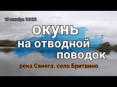 Видео: Окунь на отводной поводок. Рыбалка в октябре на реке Свияга.