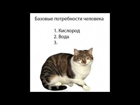 Видео: Ожившие кото-мемы | memreborn 