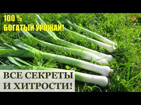 Видео: Как вырастить лук ПОРЕЙ / Посев, рассада, уход, удобрения, сбор урожая и хранение