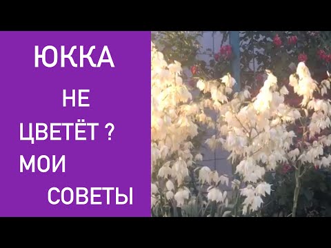 Видео: ЮККА НЕ ЦВЕТЁТ ? МОИ СОВЕТЫ