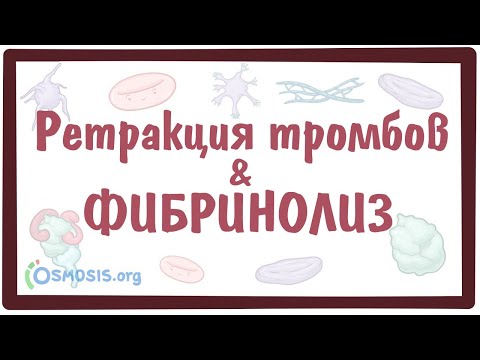 Видео: [физиология] — Ретракция тромбов и процесс Фибринолиза