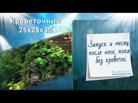 Видео: #Креветочник Dennerle20 литров. Запуск и месяц после него.