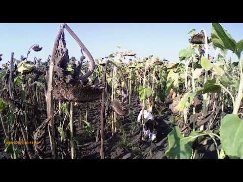 Видео: Hunting! Охота на голубя! ATA ARMS NEO 20 калибр, дробь № 7, самокрут! Работа спаниеля!