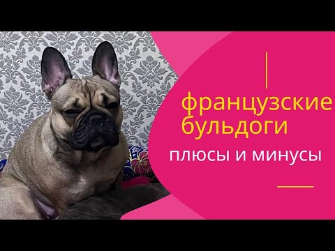 Видео: ФРАНЦУЗСКИЕ БУЛЬДОГИ: ПЛЮСЫ И МИНУСЫ, ВСЕ ПРО ВОСПИТАНИЕ И ПРОБЛЕМЫ