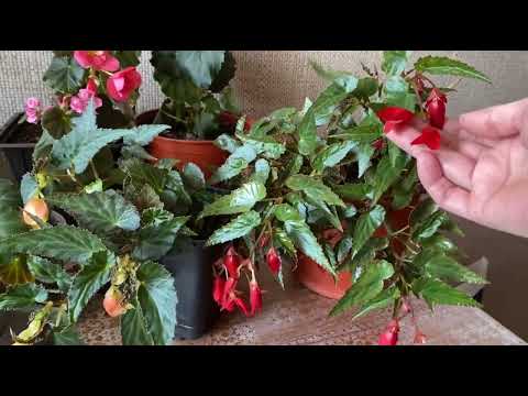Видео: Мои бегонии. Элатиор, Глуар де Лорен, Клубневые. Уход за бегониями