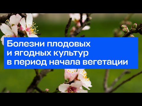 Видео: Болезни плодовых и ягодных культур в период начала вегетации | Прямой эфир школы «Умный садовник»