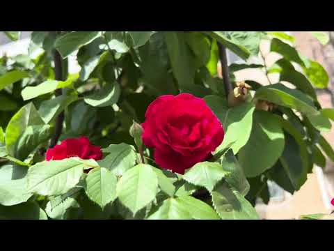 Видео: СУМГАИТ 1 МИКРОРАЙОН ДОМ 122.УЛИЦА САМЕДА ВУРГУНА#azerbaycan#travelvlog#baku#vlog