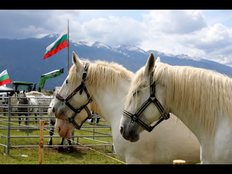 Видео: Животновъди от Пирин, Рила и Родопите обединени от история, традиция и съвременно скотовъдство