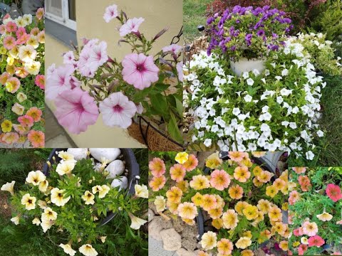 Видео: Обзор ампельных петуний Виста, Силверберри, Бланкет, Лемонслайс, Бьютикал, Каскадиас, Супербелс...
