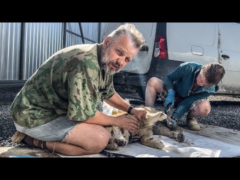 Видео: ДРУГИЕ СОБАКИ РАЗОДРАЛИ, А ВШИ ДОКУШАЛИ...